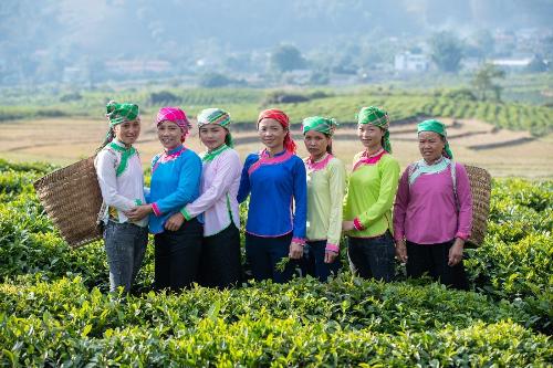 A group of women wearing colourful heard scarves smiling with baskets in a tea field.