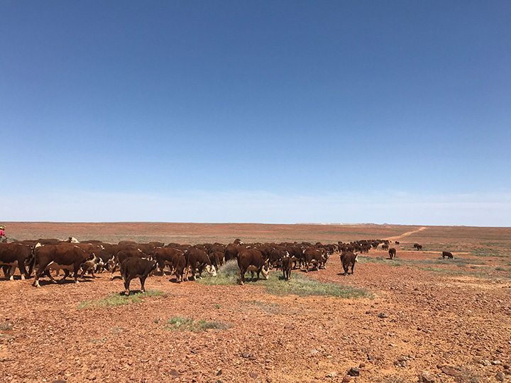 Cattle roaming on a vast field