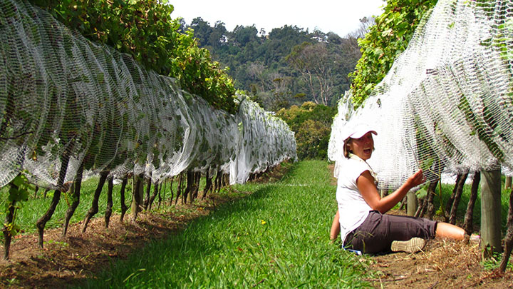 Woman sitting on the ground beside rows of grape vines