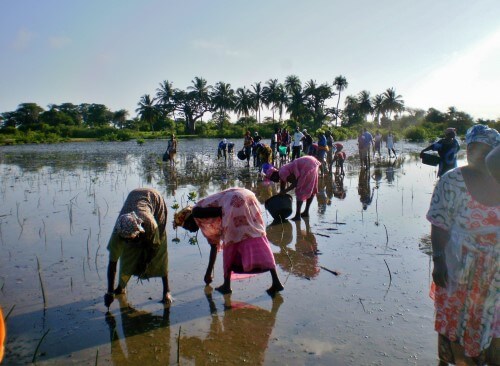 A group of people plant mangrove seedlings on a beach.
