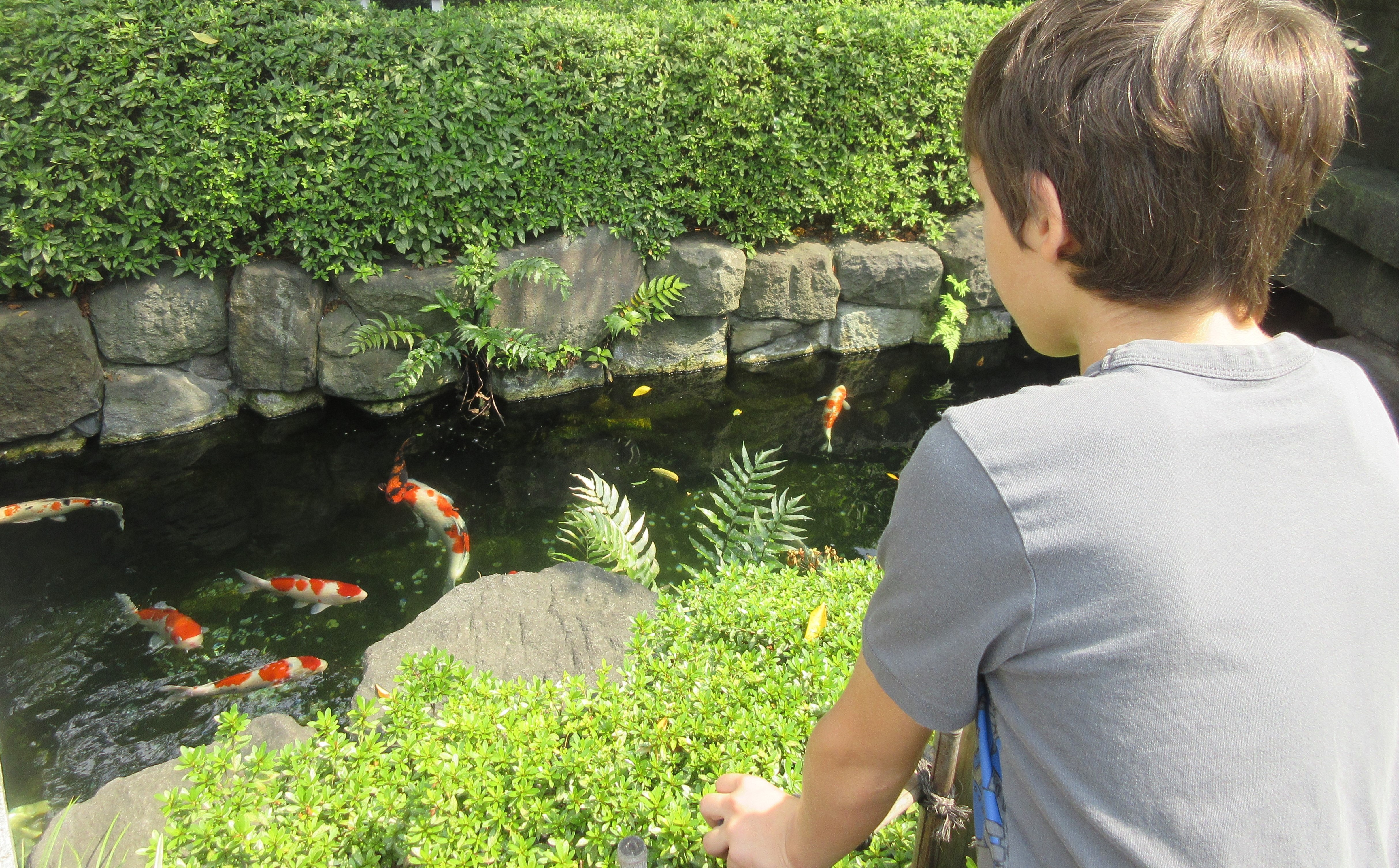 A child observing fish in a pond.