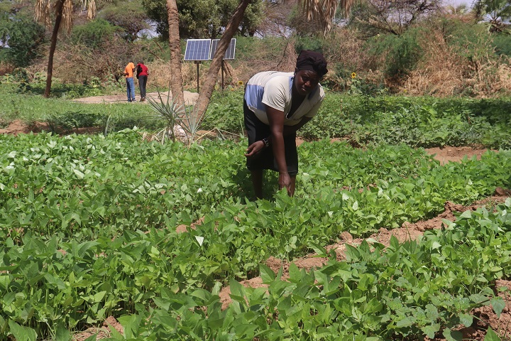 Figure 10: A woman stands in a vegetable garden.