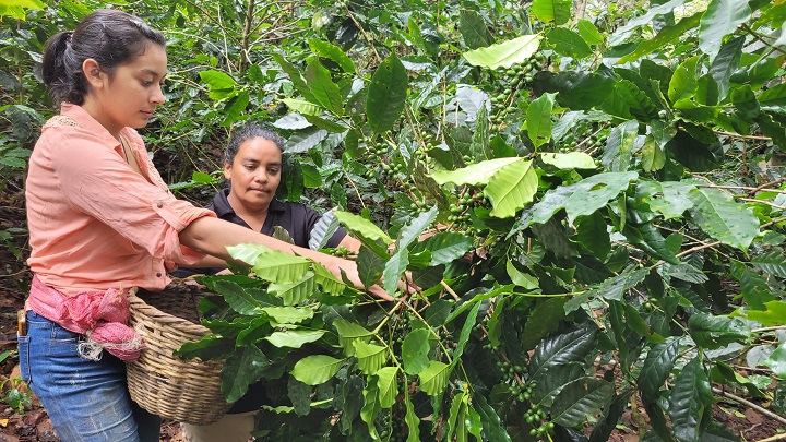 Figure 7: Two women picking coffee beans off a tree.