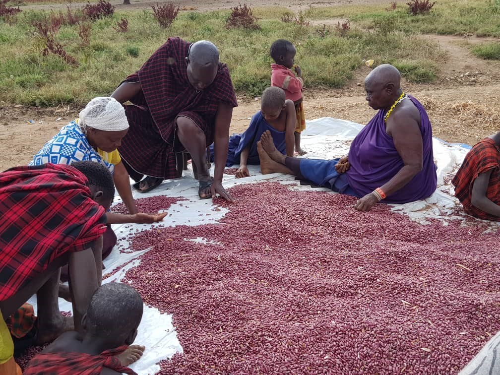 A group of people are pictured sorting beans.