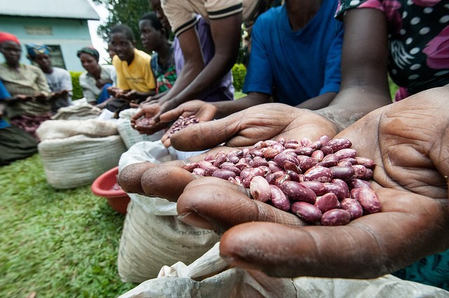 Multiple pairs of hands are pictured holding beans.